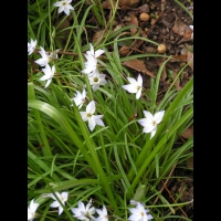 Smyrnium perfoliatum (fam. Apiacees) (Europe sud et centre, Asie mineure, Caucase) (1)